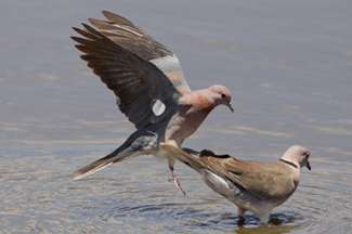 dove